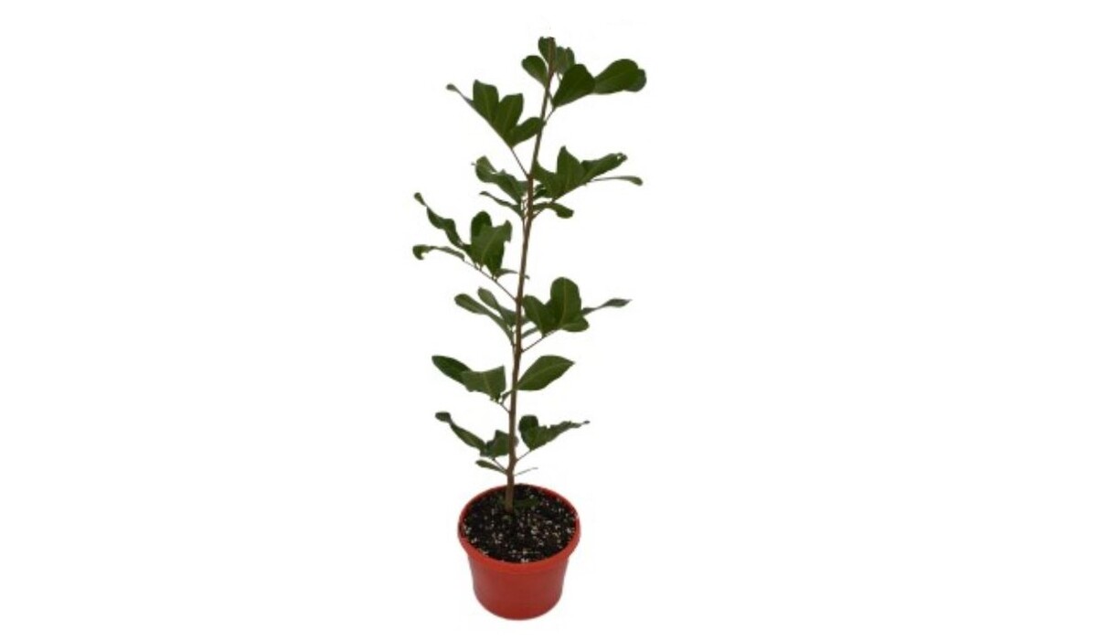 Cupaniopsis - Tuckeroo 150mm Pot (VN)
