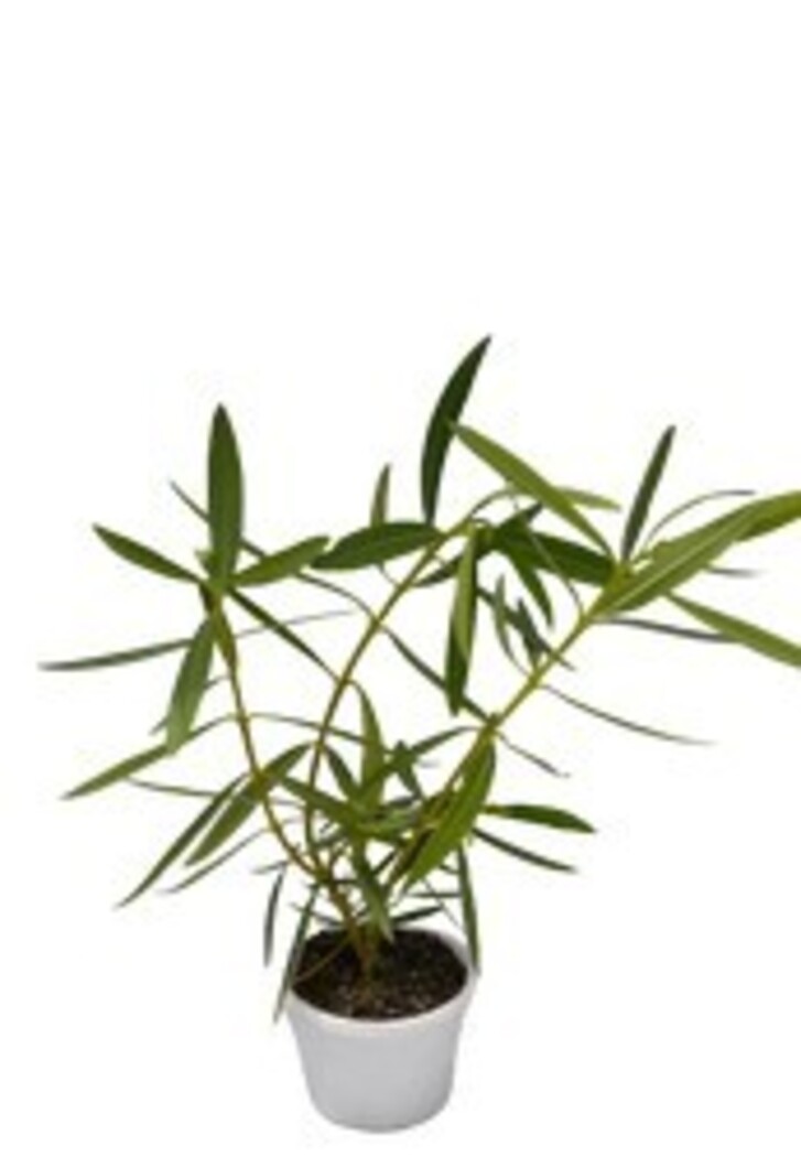 Oleander - Professor Martin 150mm Pot (VN)