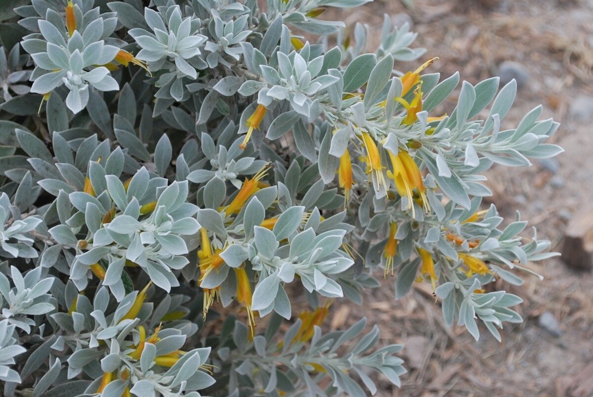 Eremophila - Kalbarri Carpet 150mm Pot (VN)