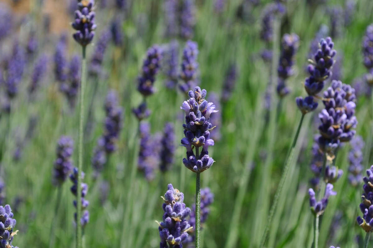 Lavandula - English Lavender 150mm Pot (VN)