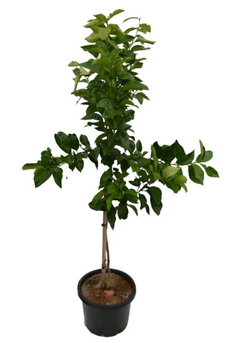 Cumquat - Green - Advanced 400mm Pot