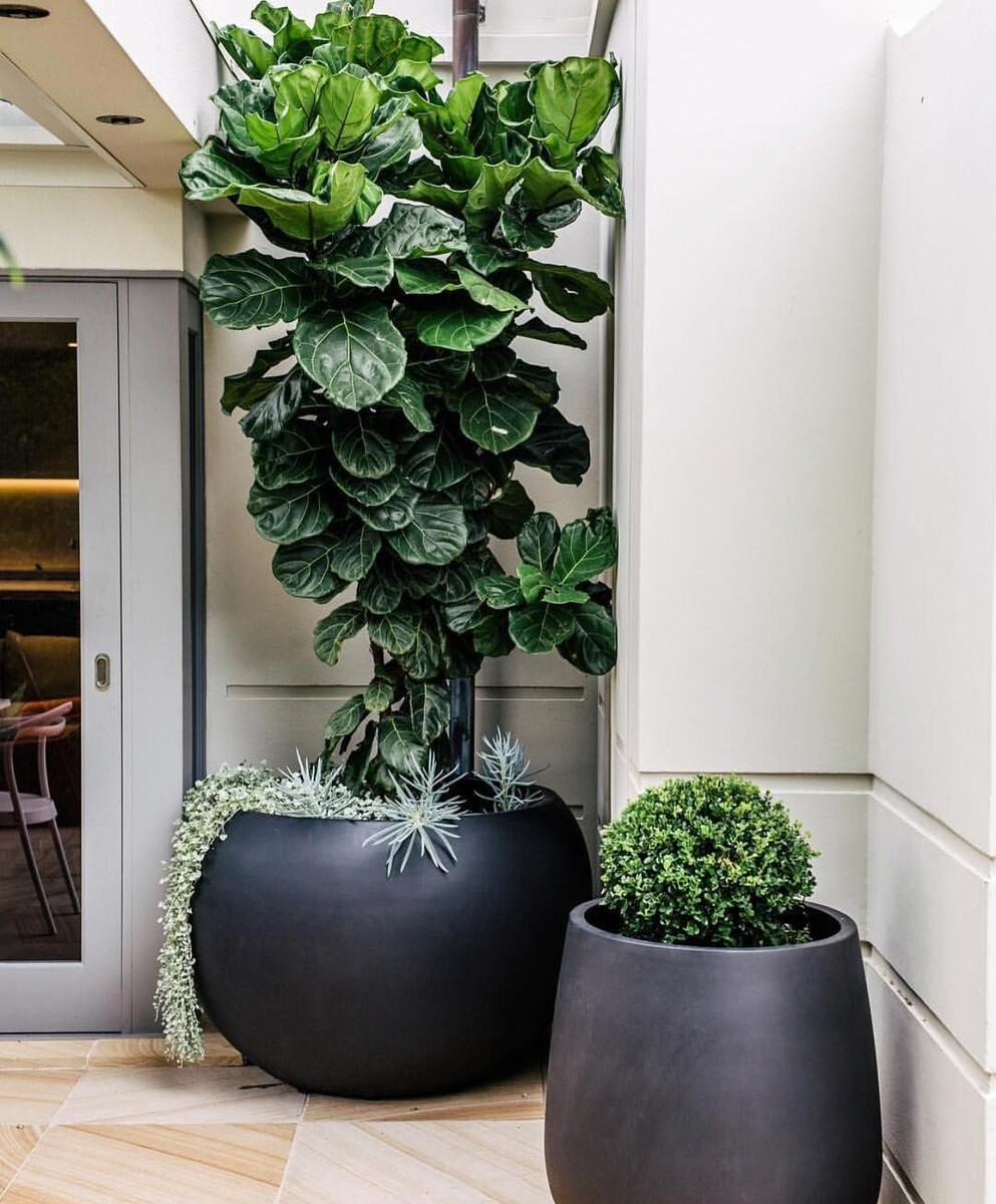 Ficus Lyrata - Fiddle Leaf Fig 150mm Pot (VN)