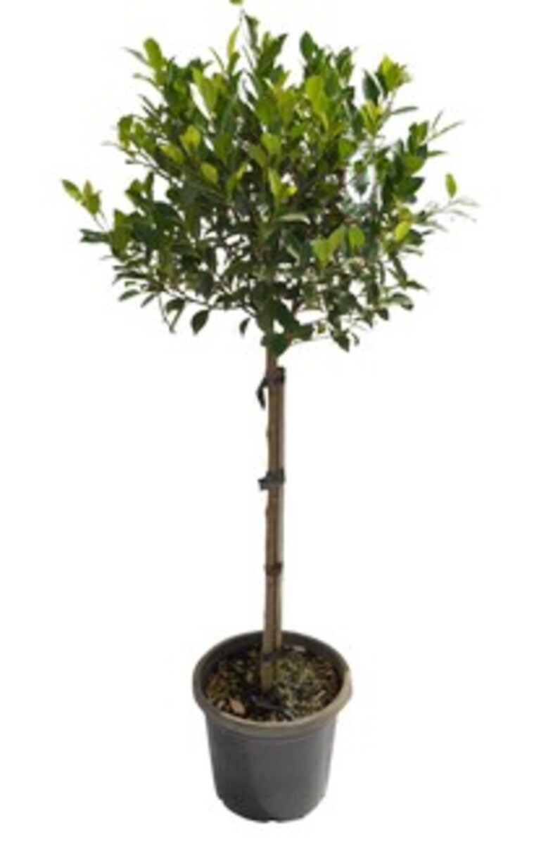 Ficus - Emerald Standard 300mm Pot