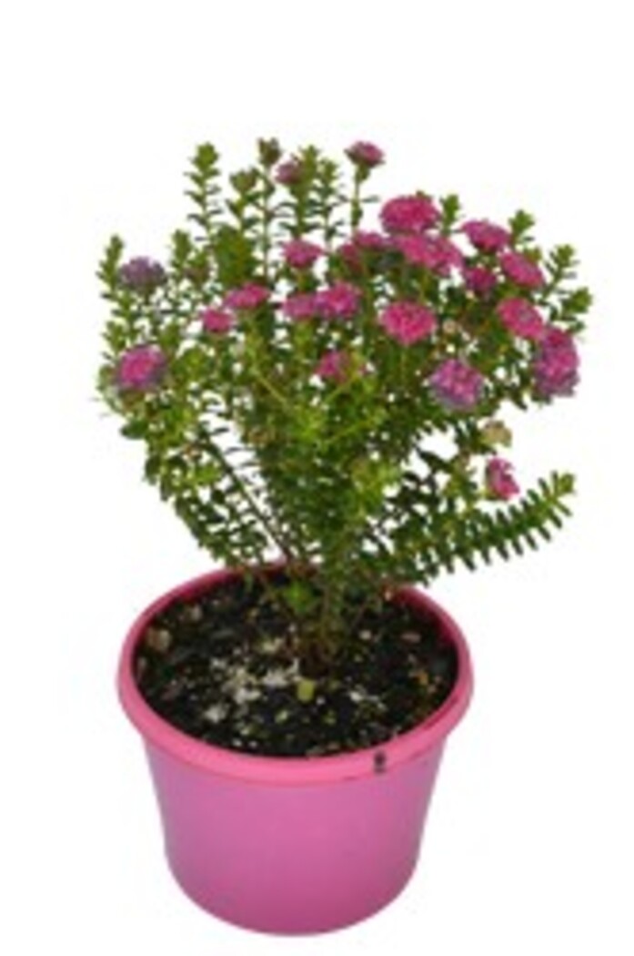 Pimelea - Magenta Mist 150mm Pot (VN)