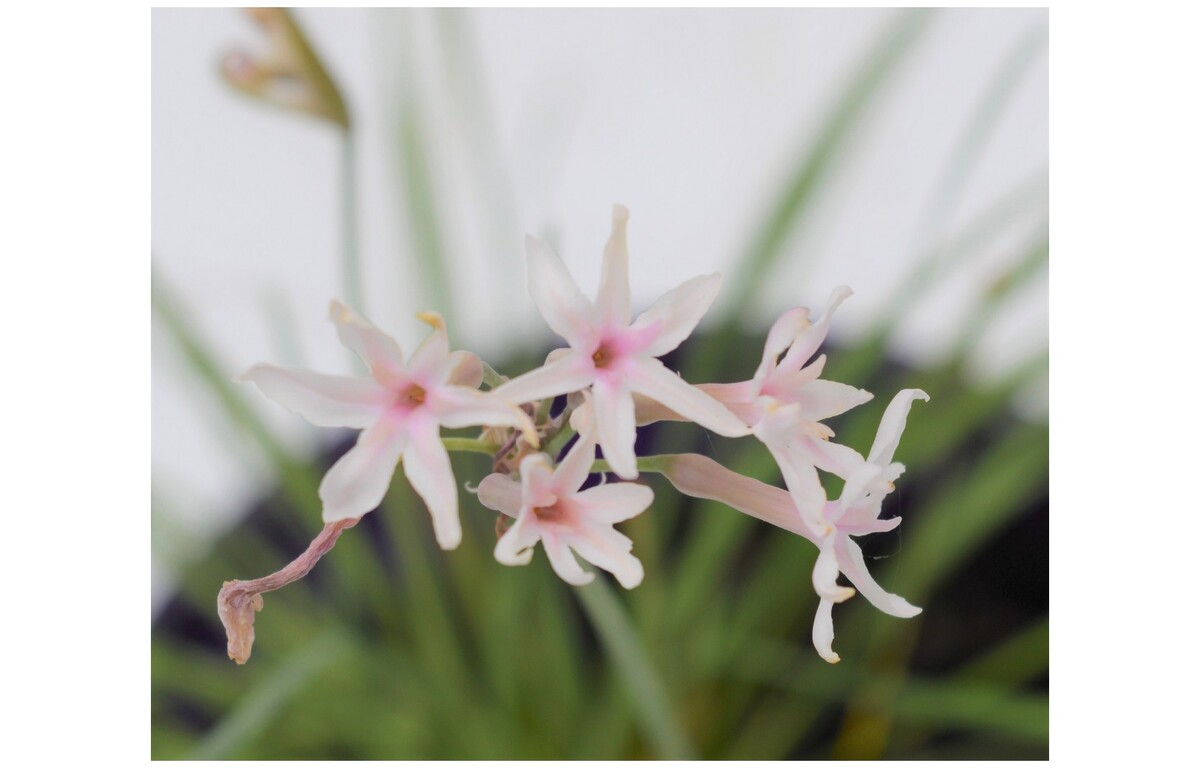 Tulbaghia - Starlet 140mm Pot