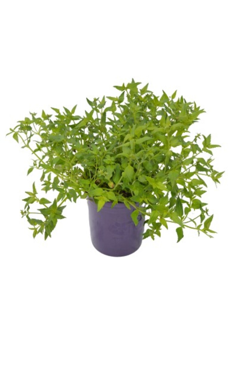 Nemesia - White Confetti 140mm Pot