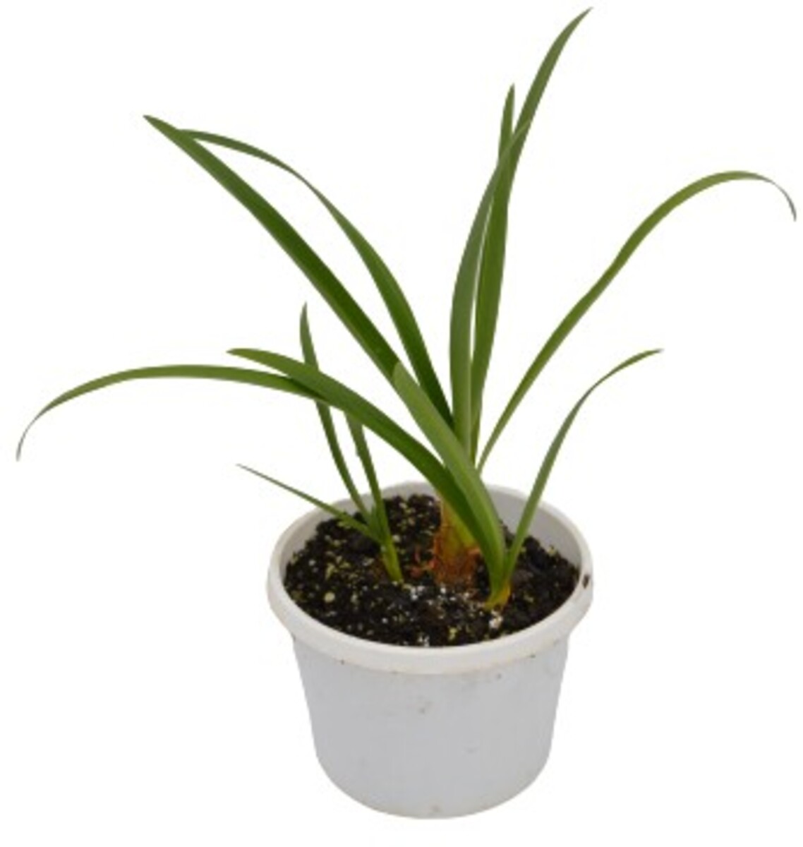Agapanthus orientalis - White 150mm Pot (VN)