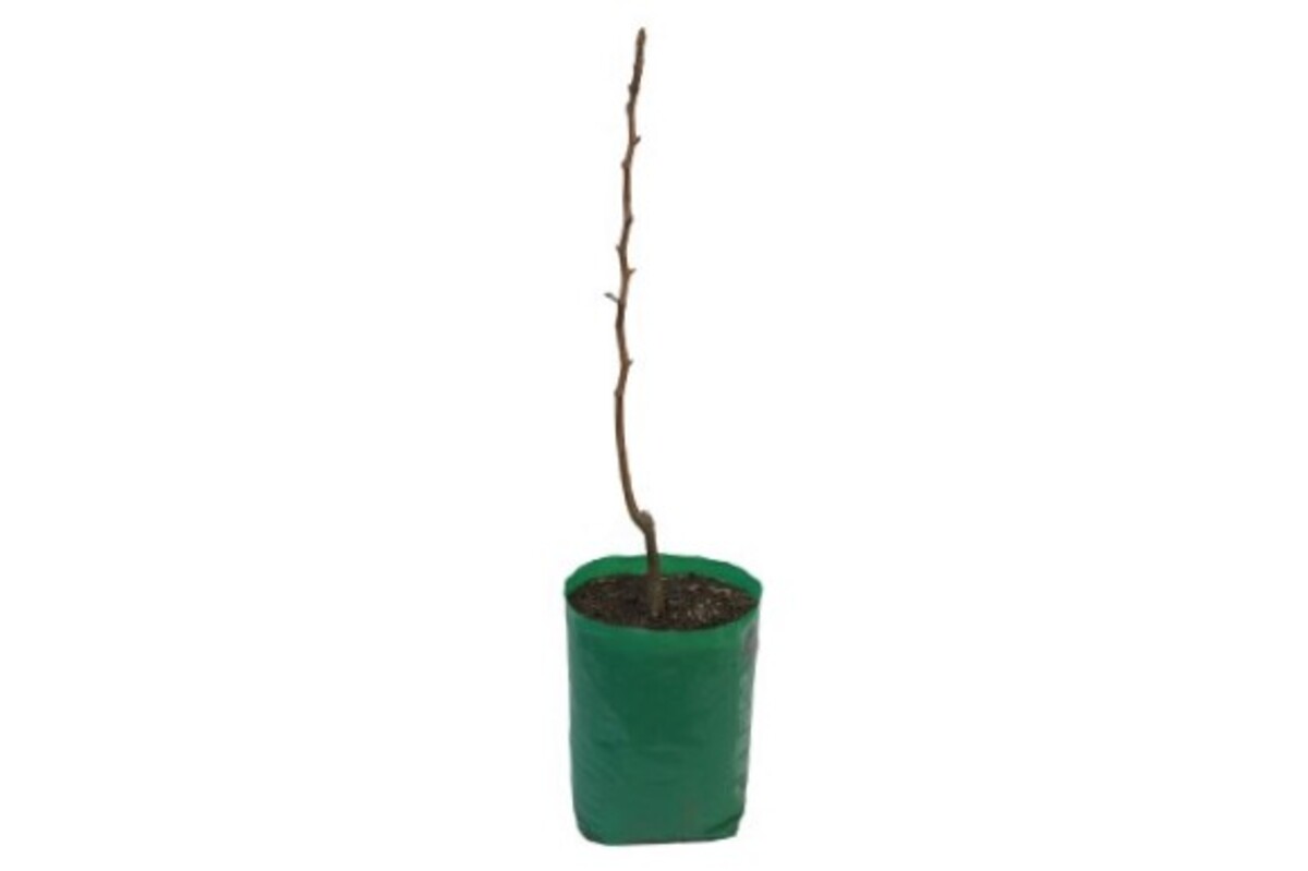 Prune - Robe de Seargent - 230mm Bagged