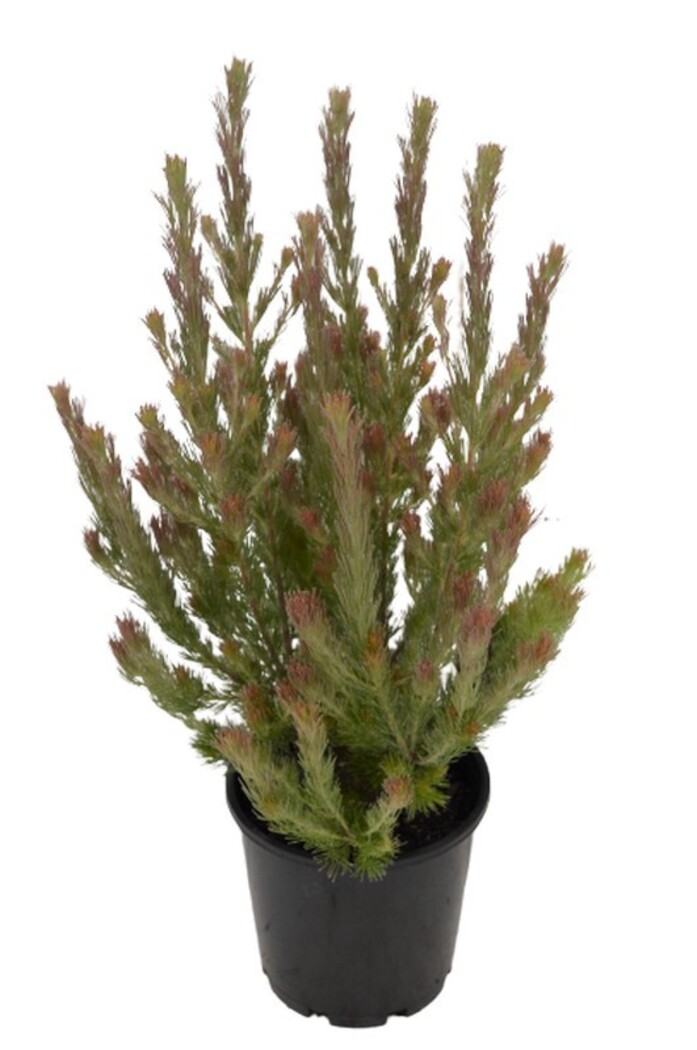 Adenanthos - Bronze Glow 140mm Pot