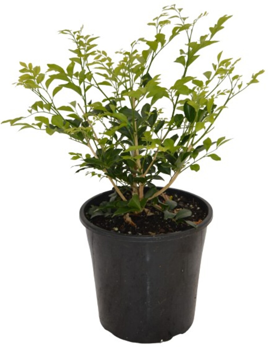 Murraya - Orange Jasmine 200mm Pot