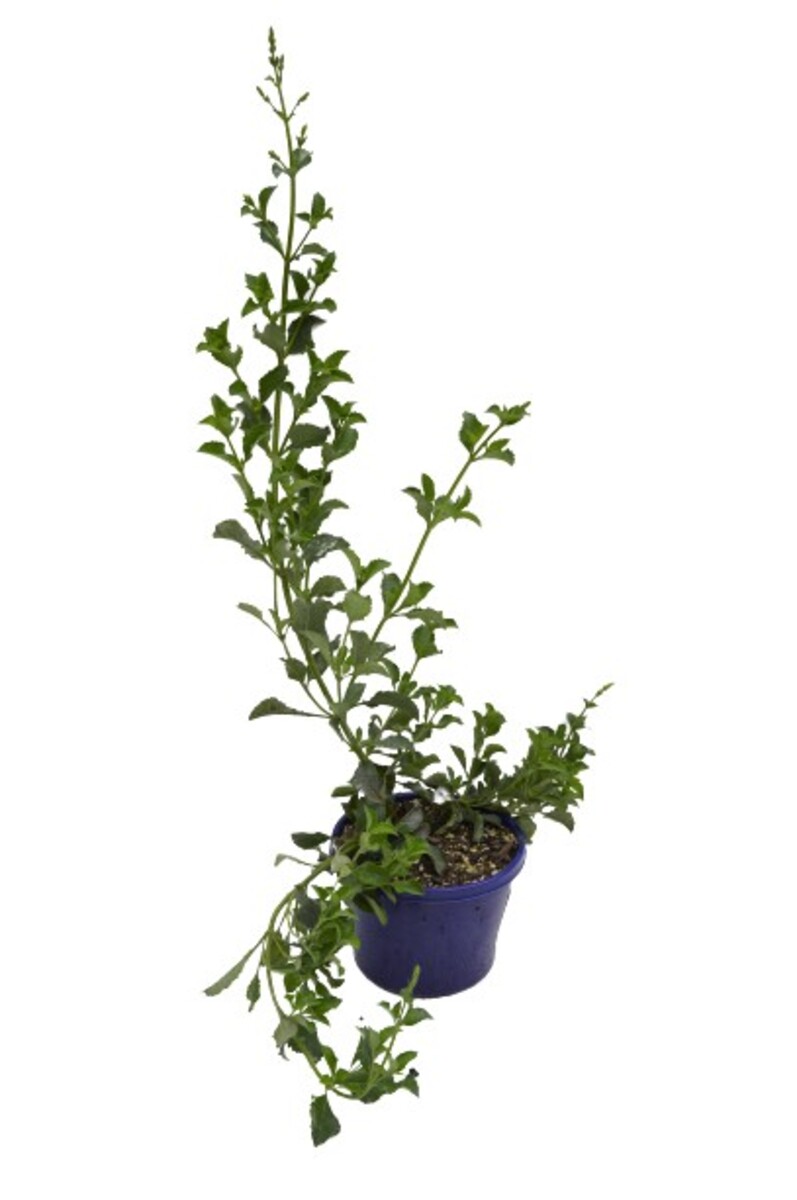 Salvia - African Sky 150mm Pot (VN)