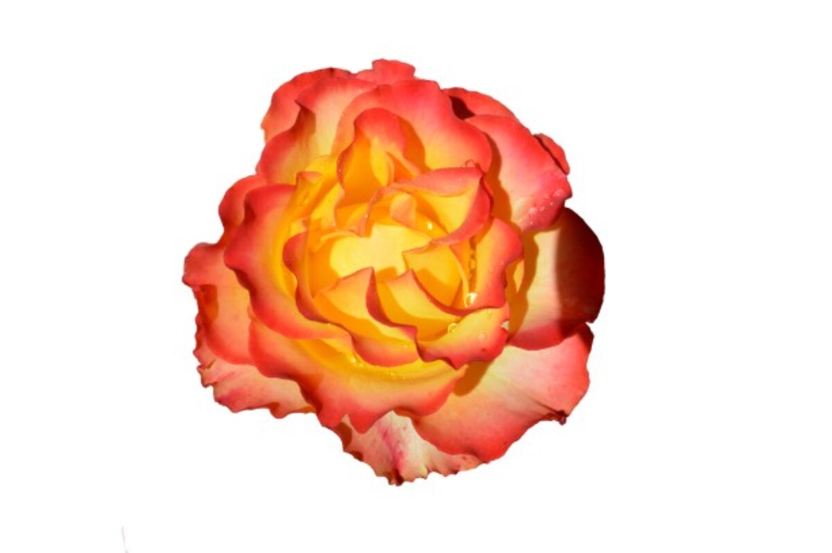 Rose Standard 3ft - Tequila Sunrise 250mm Pot (VN)