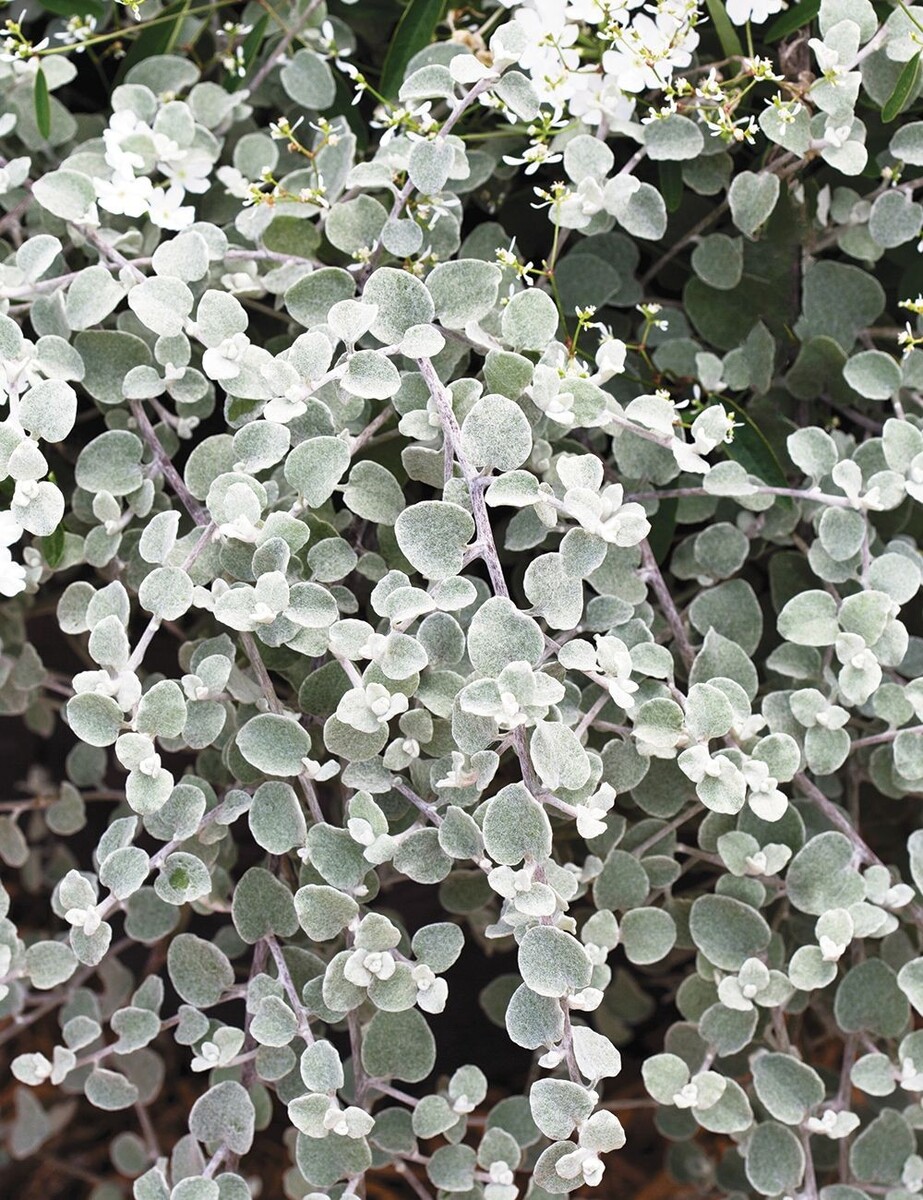 Helichrysum - Licorice Plant 150mm Pot (VN)