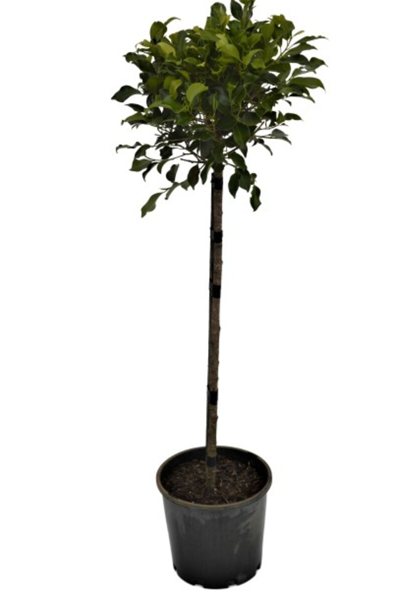 Ficus - Emerald Standard 200mm Pot