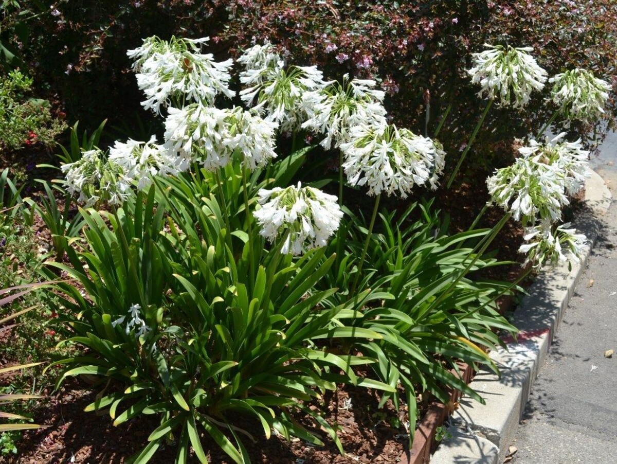 Agapanthus orientalis - White 150mm Pot (VN)