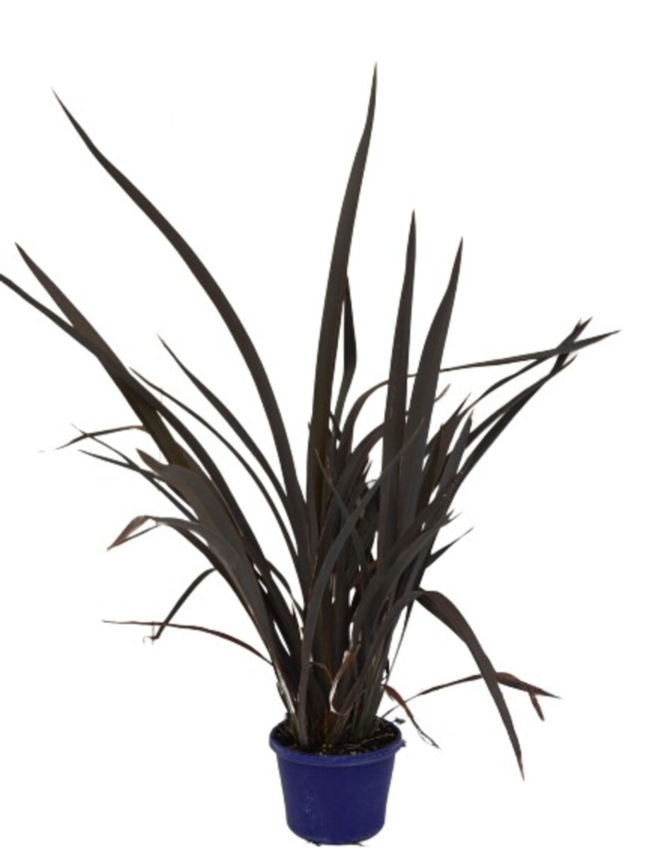 Phormium - Purple Haze 150mm Pot (VN)