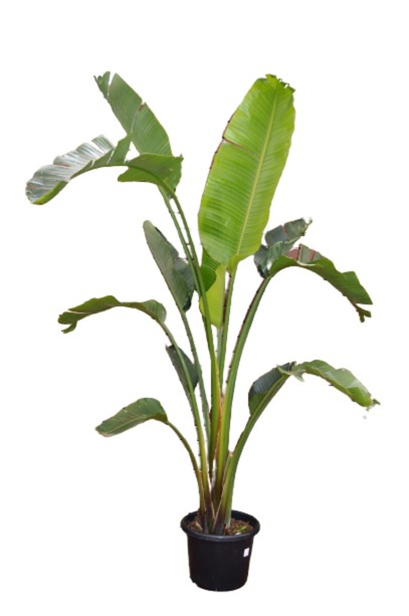 Strelitzia nicolai - Giant Bird of Paradise 400mm Pot