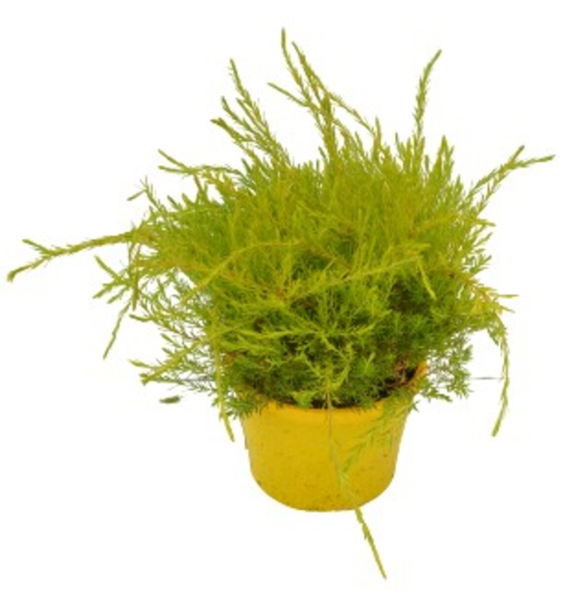 Coleonema Aureum - Golden Diosma 150mm Pot (VN)