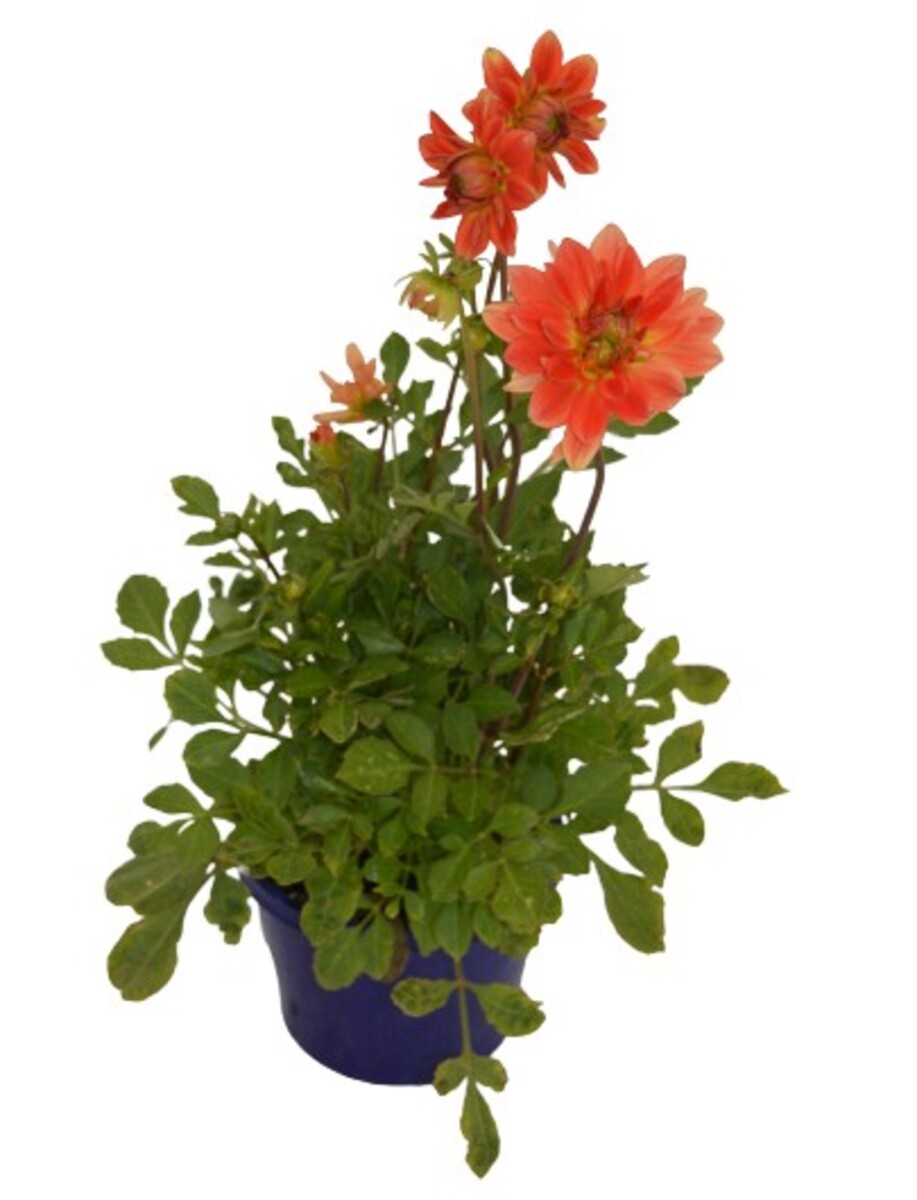 Dahlia - Dalina Maxi Emilio 150mm Pot (VN)