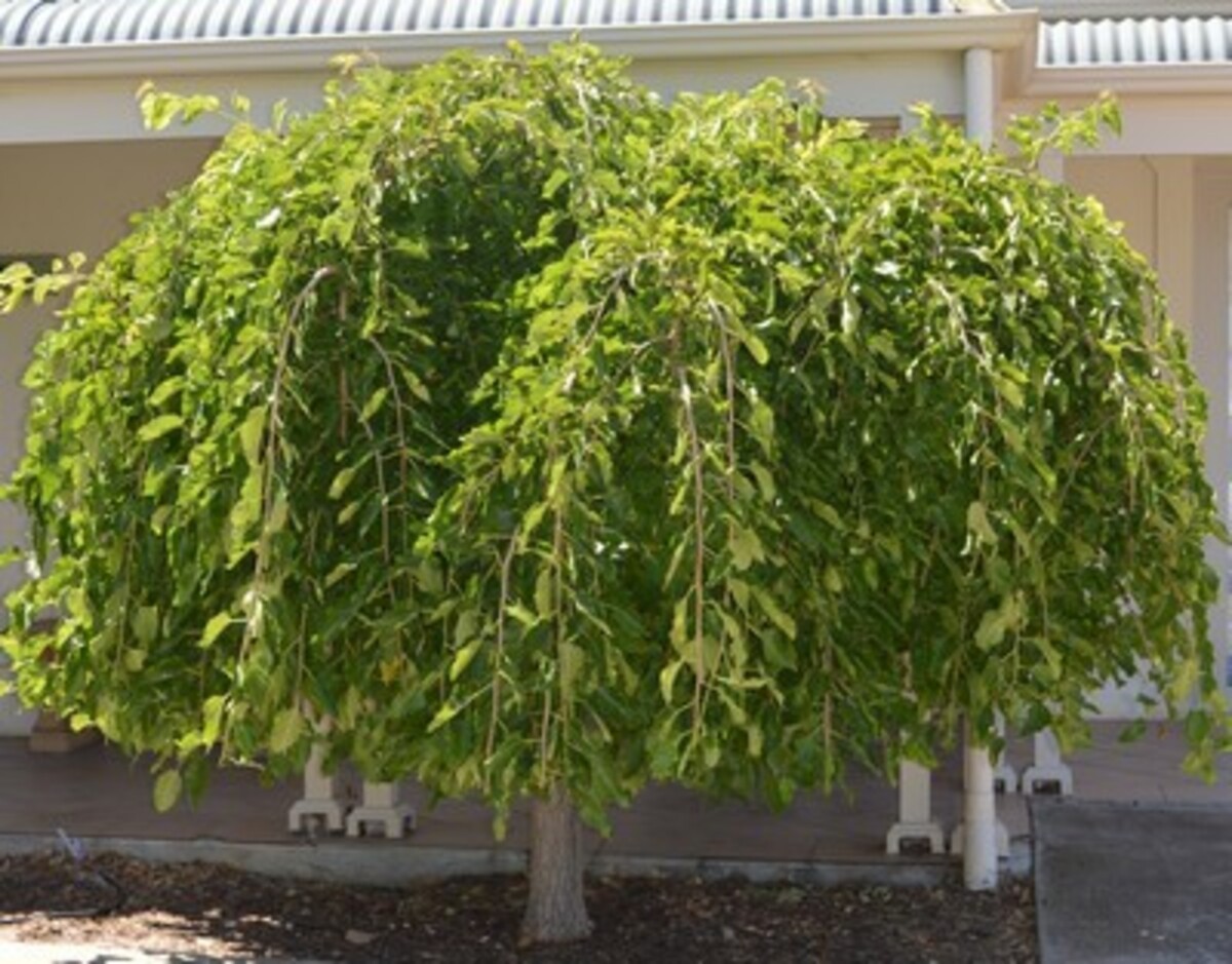 Morus Alba Pendula - Weeping Mulberry (Tall Graft) 500mm Pot*