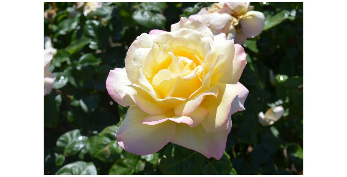 Rose 2ft Patio - Peace 250mm Pot (VN)