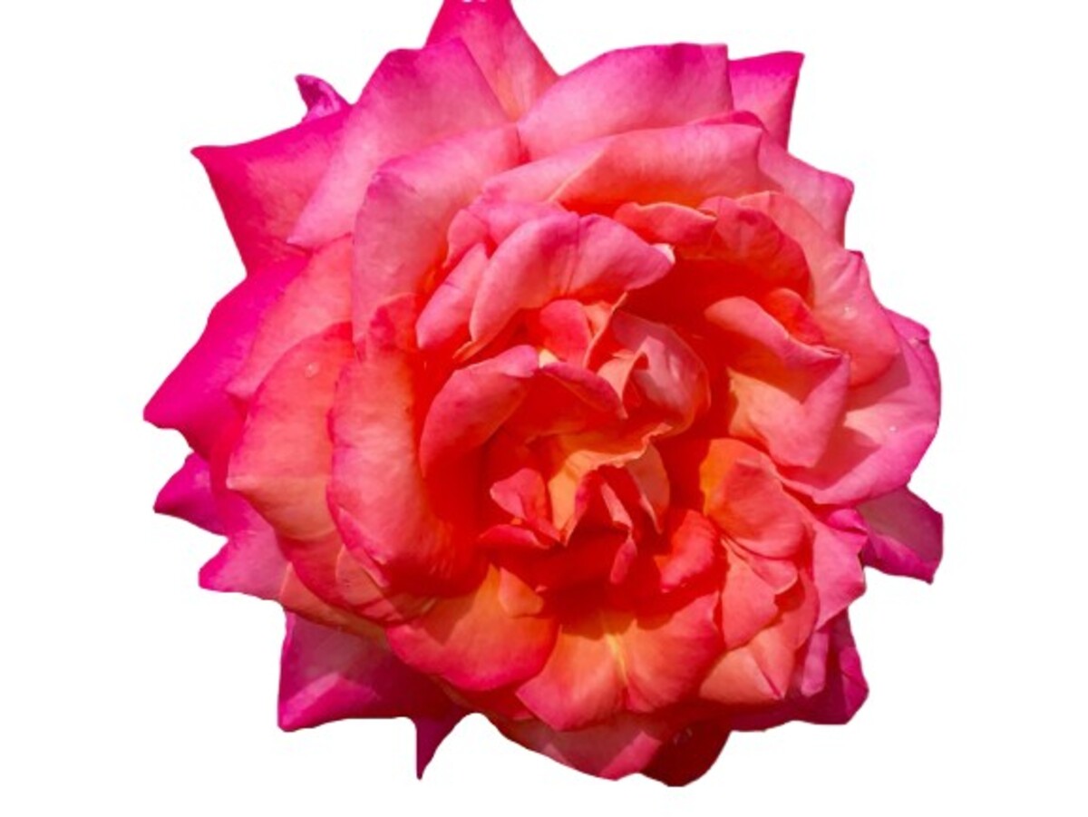Rose 3ft Standard - Chicago Peace 250mm Pot (VN)