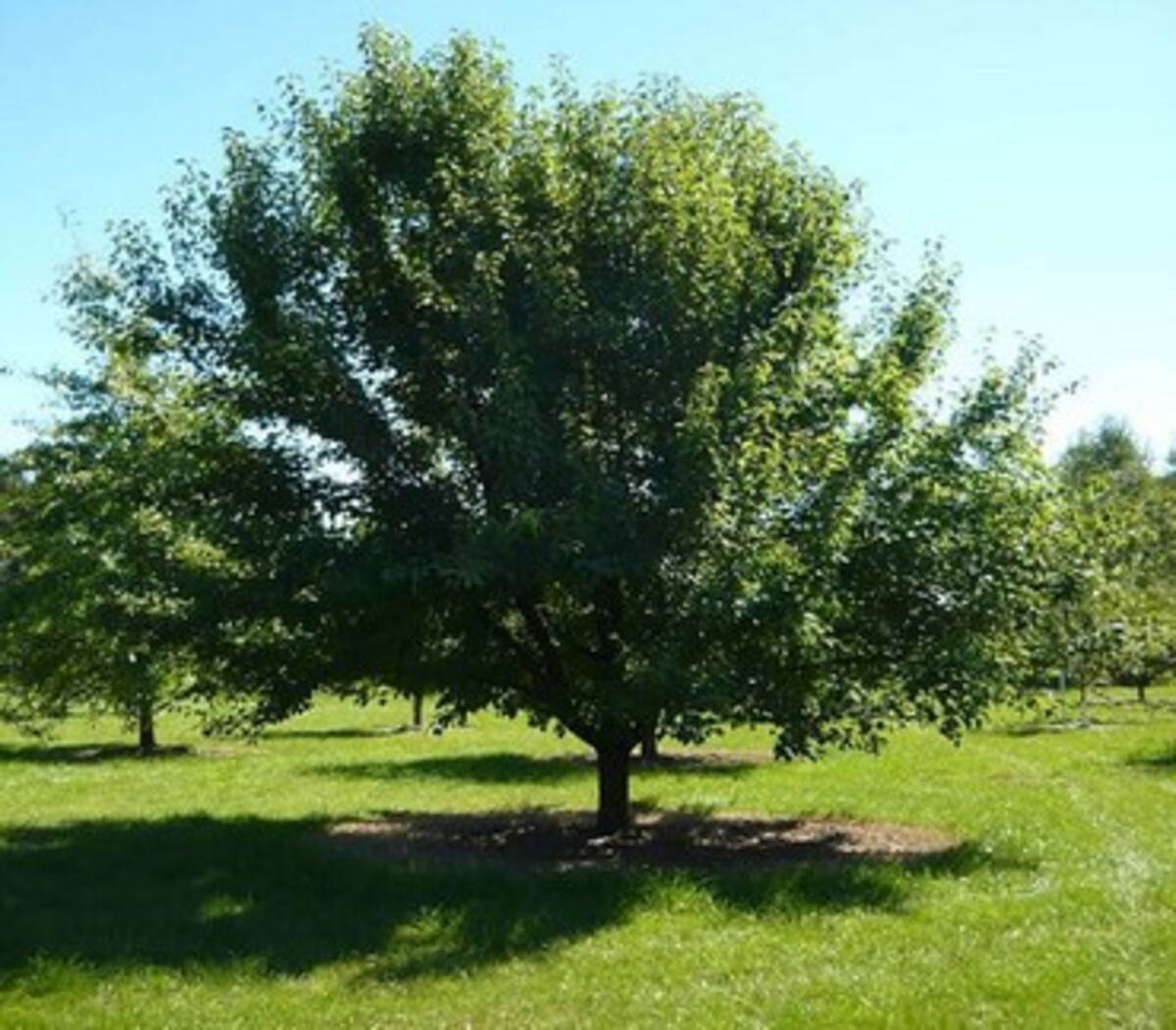 Pyrus - Manchurian Pear 430mm Pot (VN)