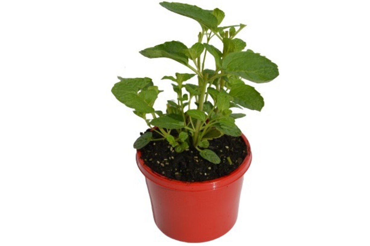 Mint - Common 115mm Pot (VN)