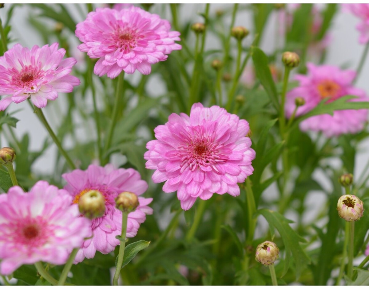 Argyranthemum - Honey Bees Summer Drops 150mm Pot