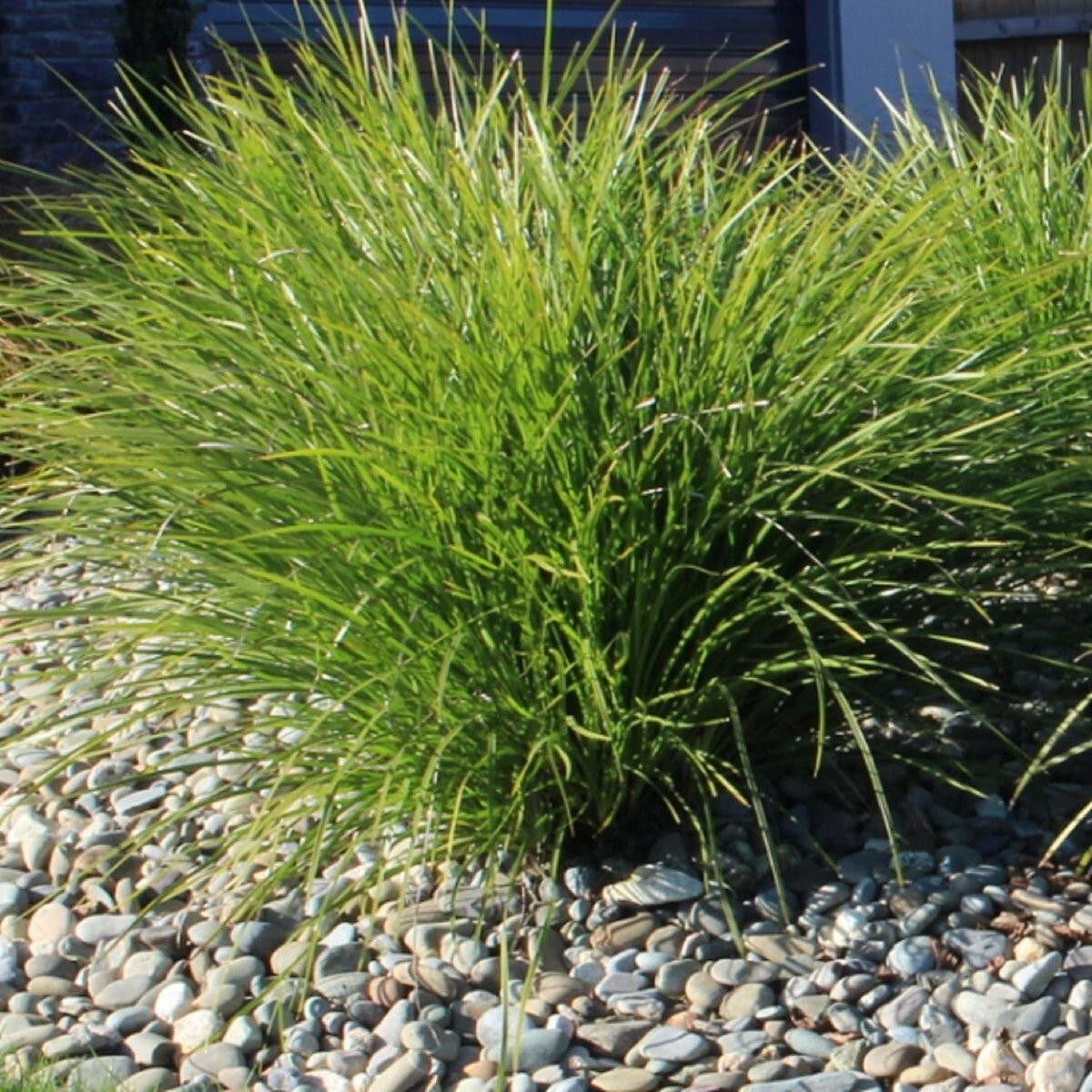 Lomandra - Little Pal 150mm Pot (VN)