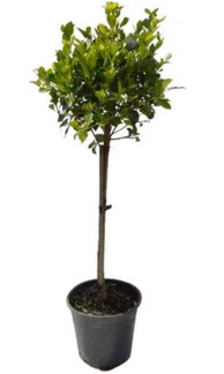 Ficus - Emerald Standard 250mm Pot