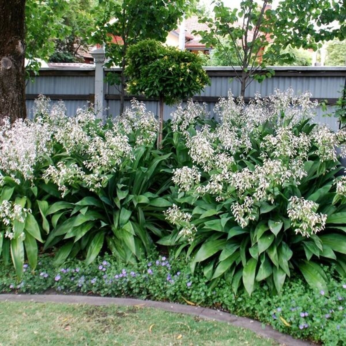 Arthropodium - Matapouri Bay 150mm Pot (VN)