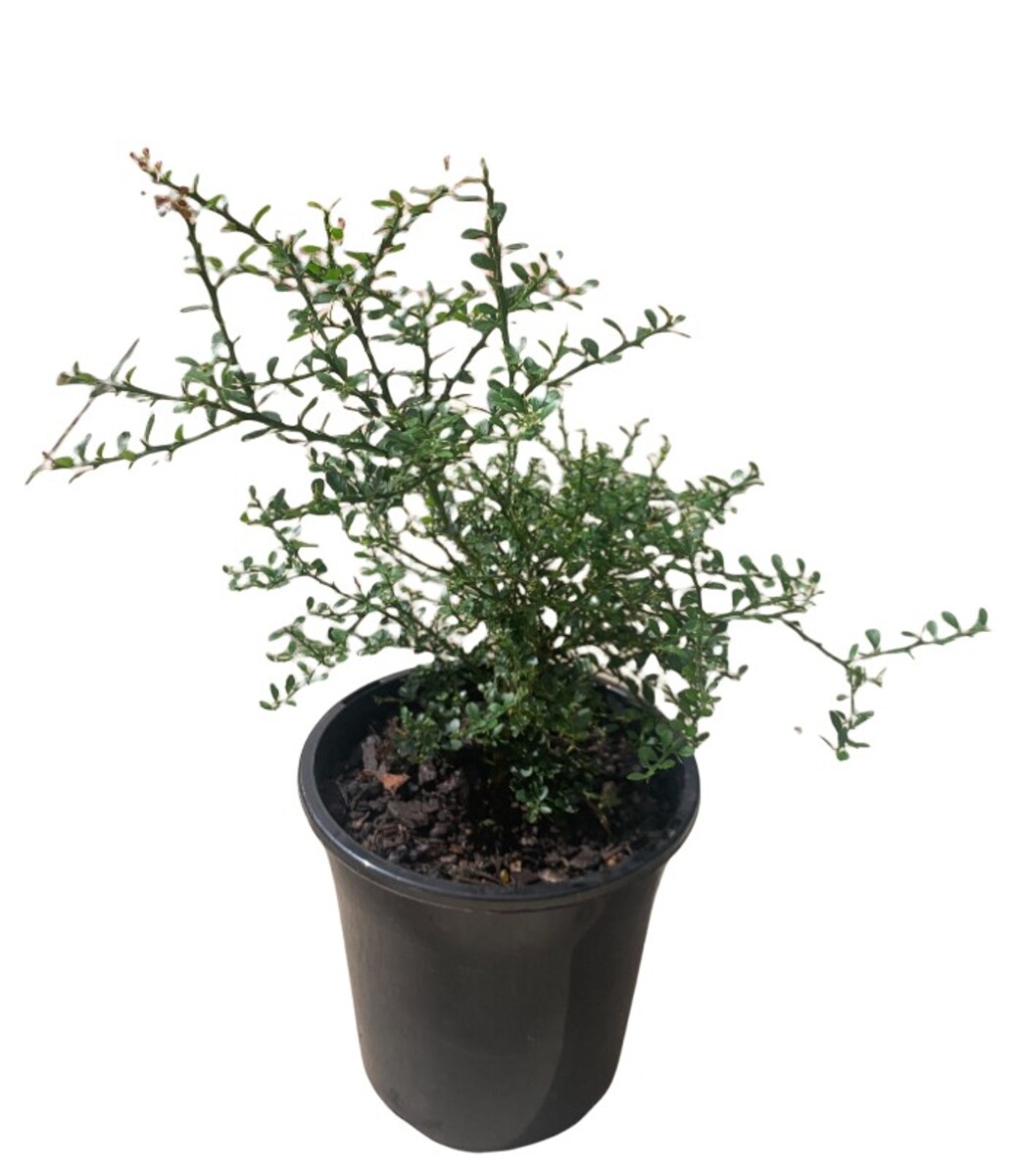 Finger Lime - Red Champagne 180mm Pot