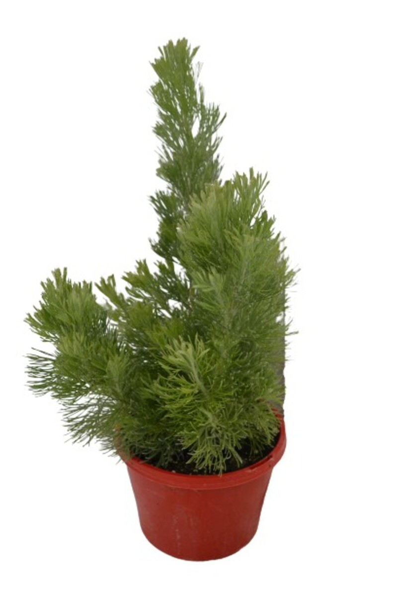 Adenanthos - Silver Streak 150mm Pot (VN)