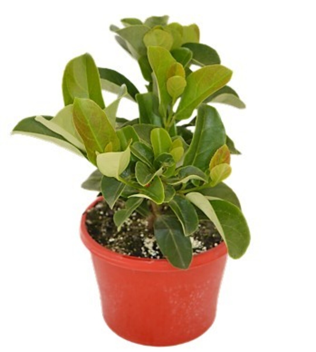 Viburnum - Quick Fence 200mm Pot (VN)