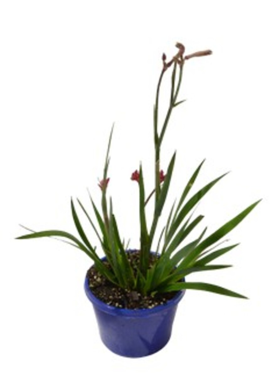Anigozanthos Bush Surprise 150mm (VN)