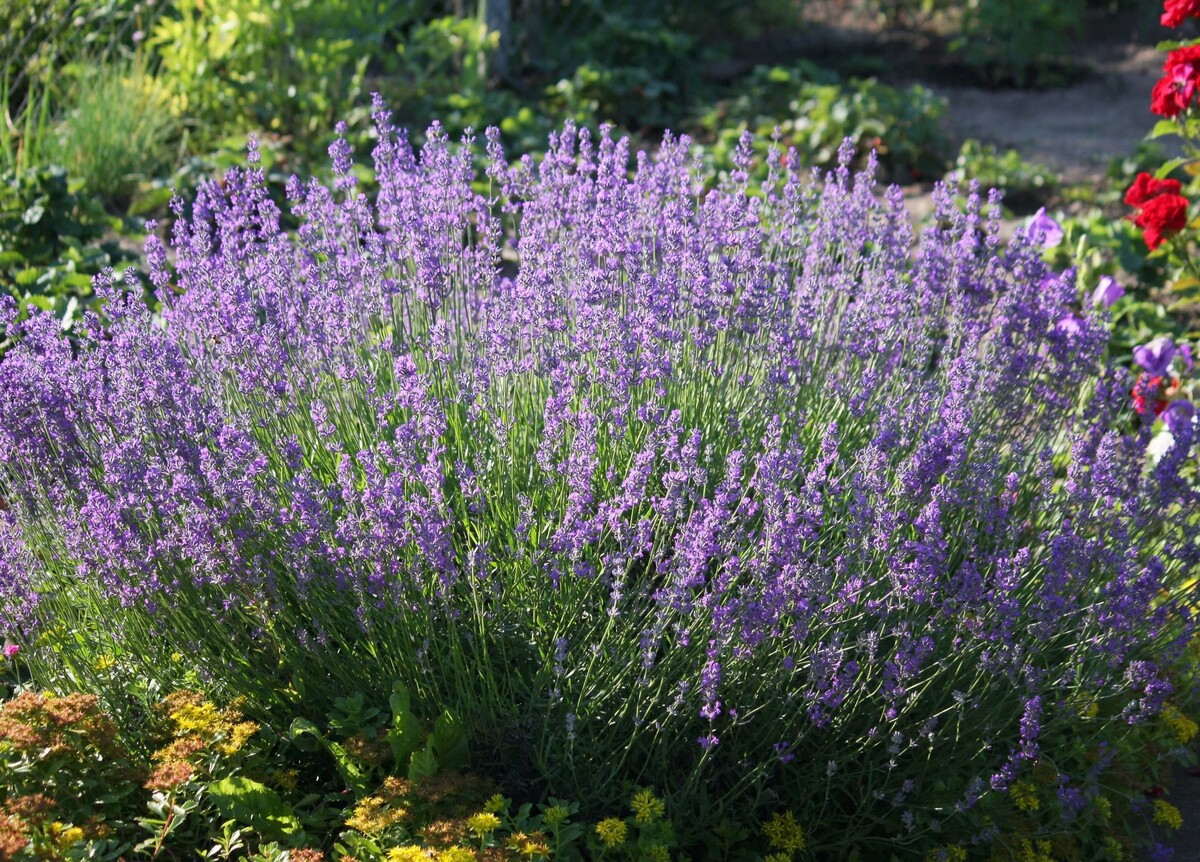 Lavandula - English Lavender 150mm Pot (VN)