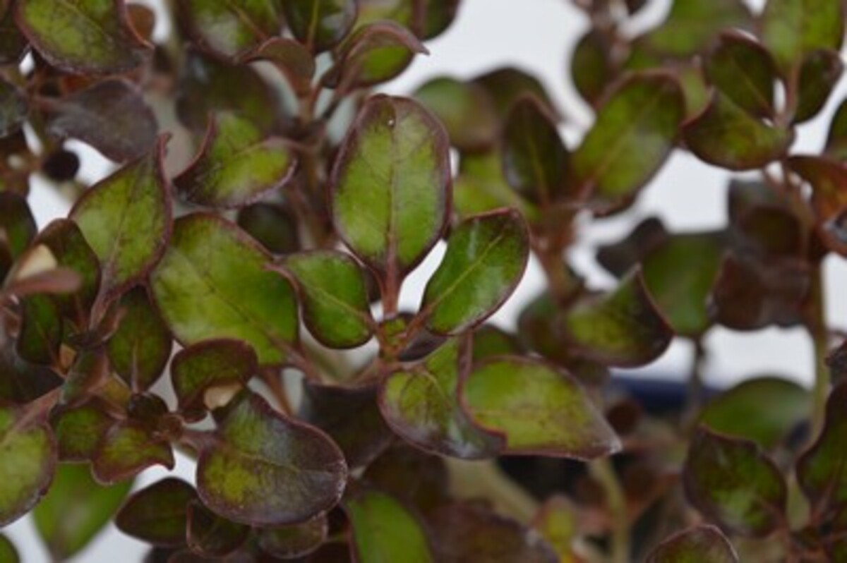 Coprosma - Karo Red 150mm Pot (VN)