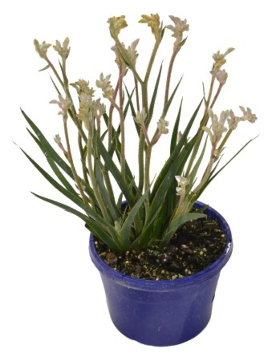 Anigonzanthos Bush Diamond - Kangaroo Paw - 150mm Pot (VN)