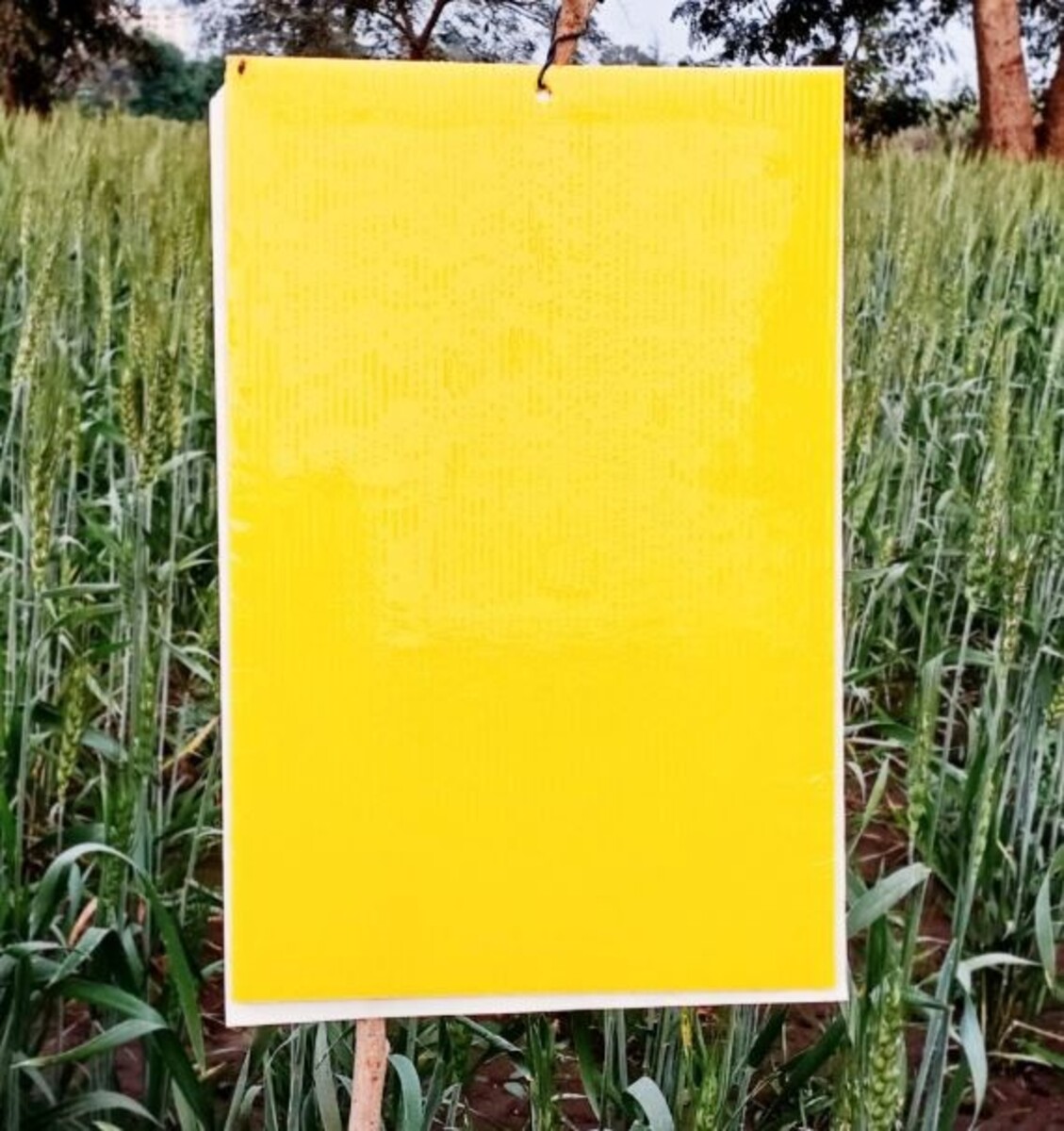 Ryset Yellow Sticky Traps 5pk