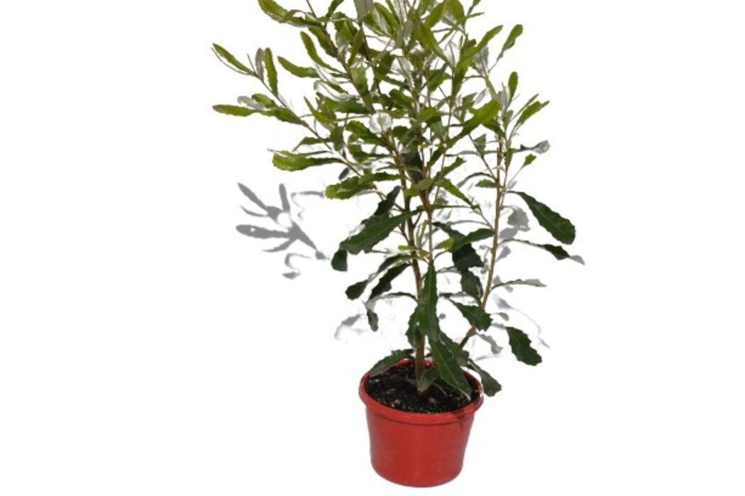 Banksia - Coastal Banksia 150mm Pot (VN)