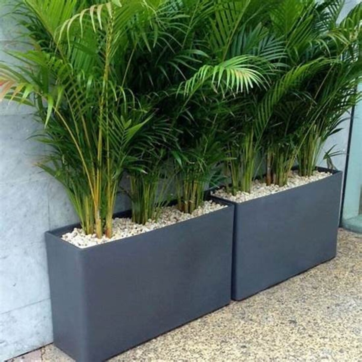Golden Cane Palm 200mm Pot