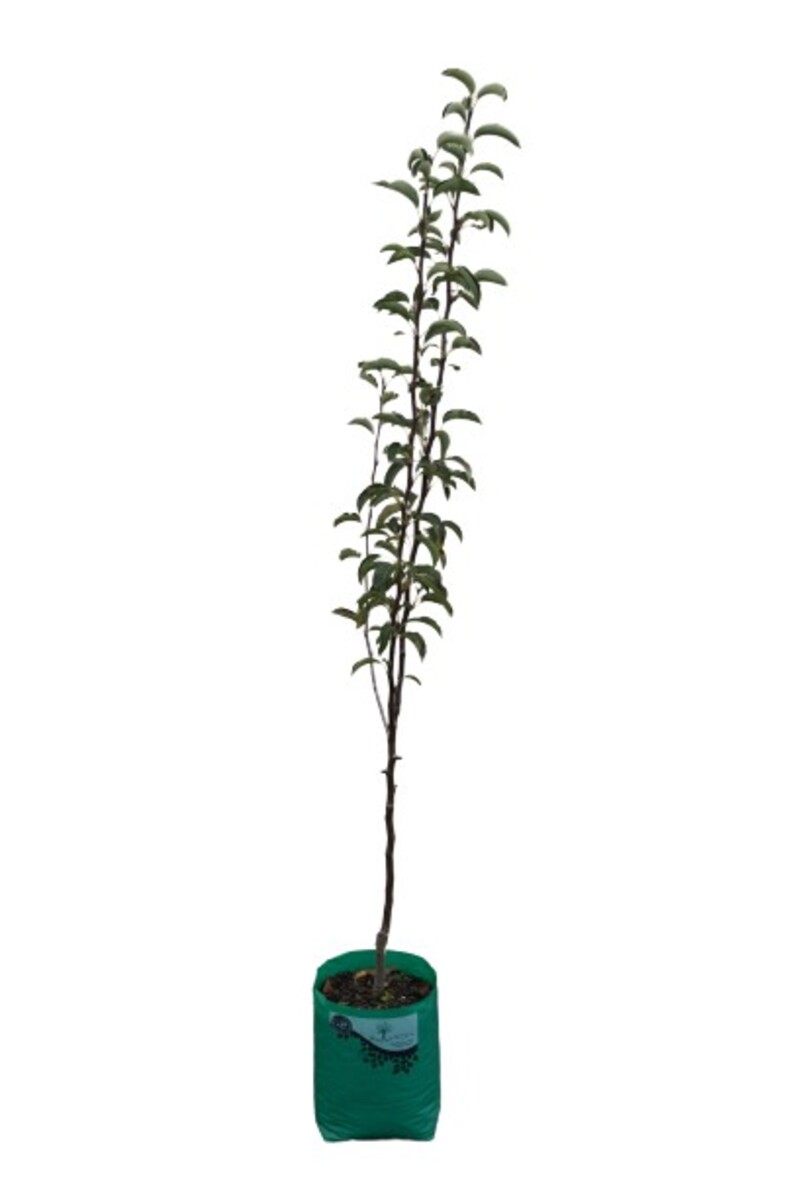 Pear - Corella - 230mm Bagged