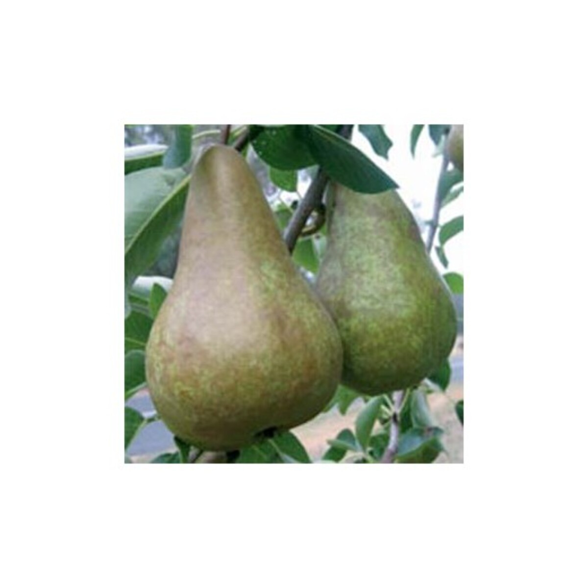 Pear - Beurre Bosc - 230mm Bagged