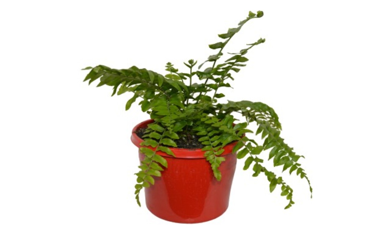 Nephrolepsis - Boston Macho Fern 150mm Pot (VN)