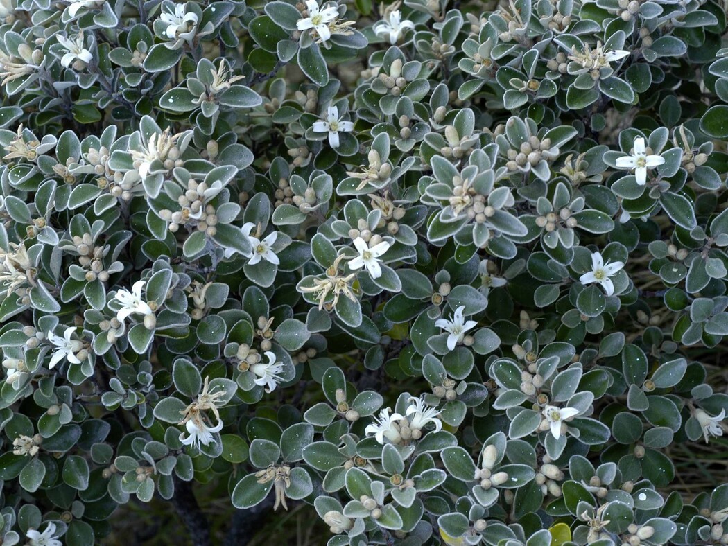 Correa Alba - White 150mm Pot (VN)