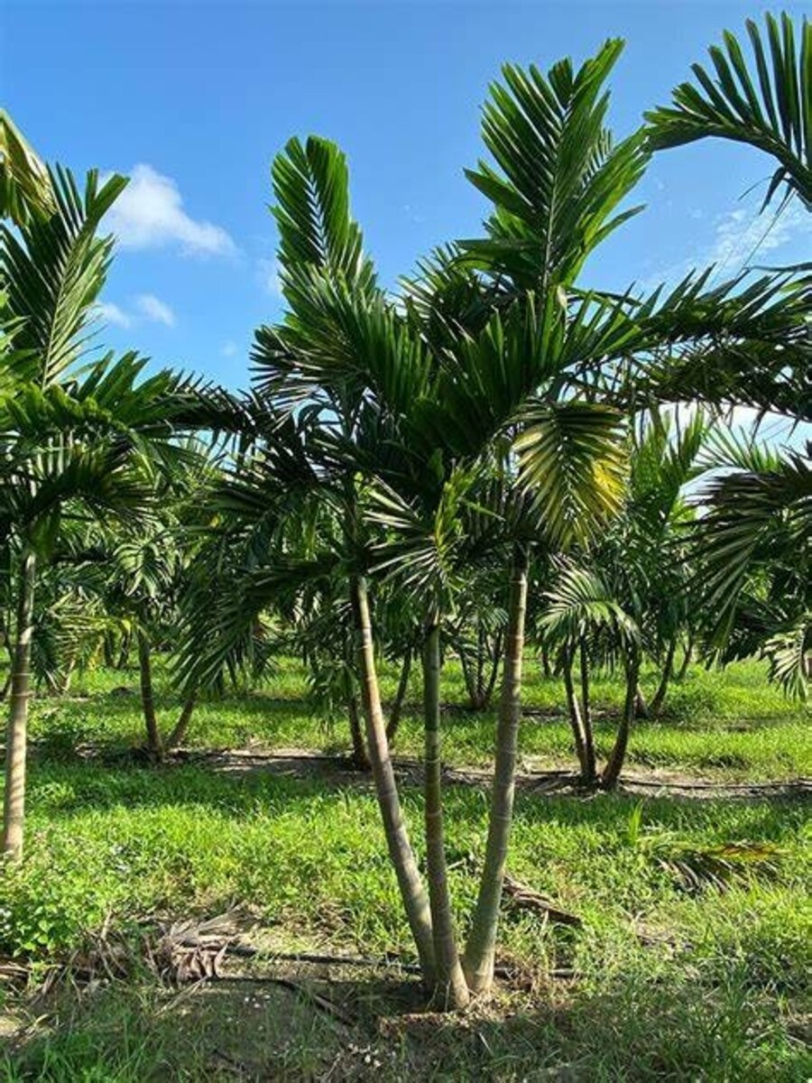 Alexander Palm 200mm Pot
