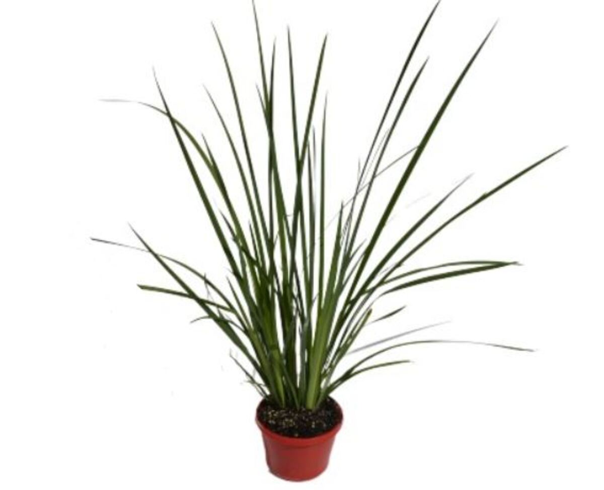 Dietes - Bicolour 150mm Pot (VN)