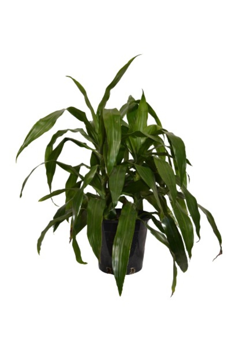 Dracaena - Janet Craig 200mm Pot