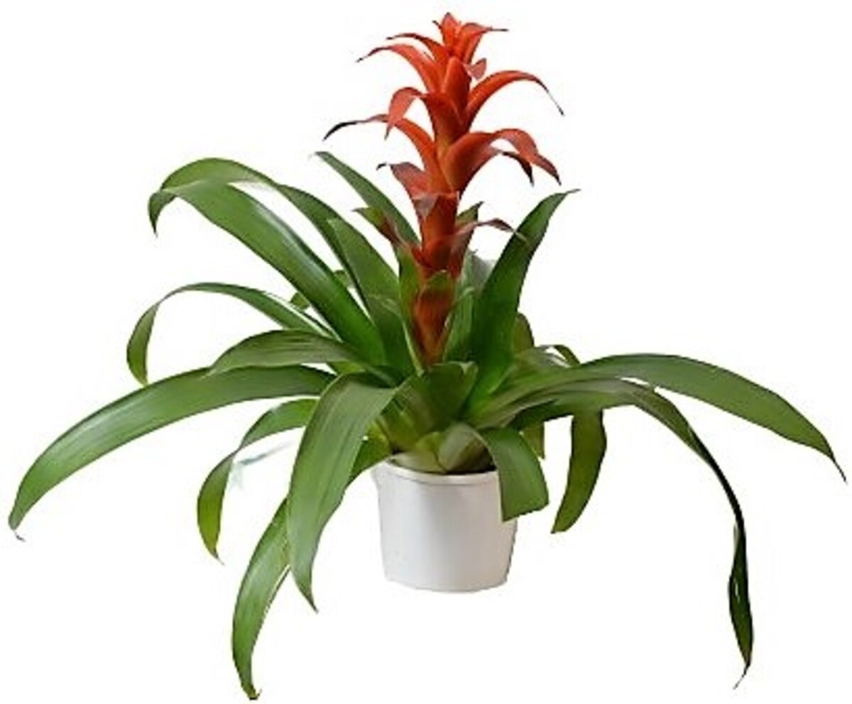 Bromeliad - Guzmania 140mm Pot